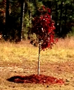 New Fall Tree