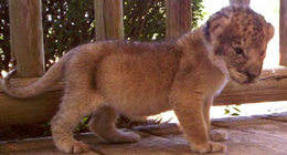 Baby Tiger at the Sasquatch Zoo!